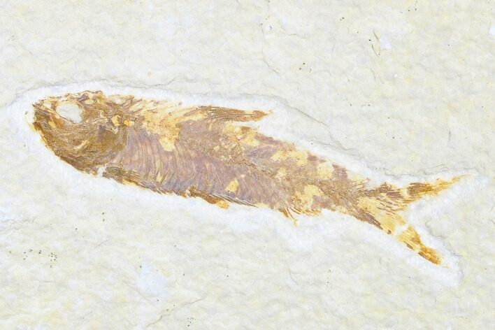 Detailed Fossil Fish (Knightia) - Wyoming #173755